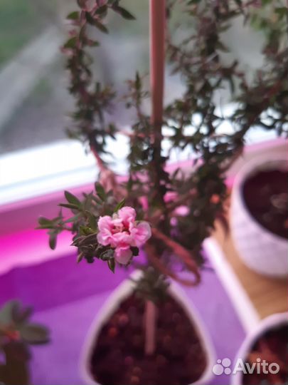 Нашия инагуенсис (растения для бонсай)