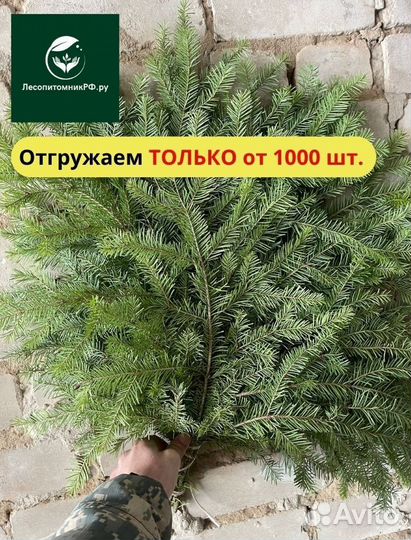 Веники пихтовые с доставкой