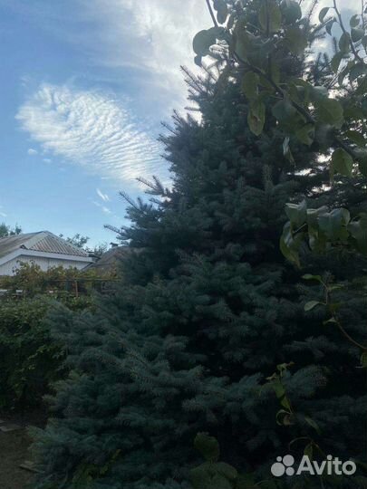 Ель голубая, растущая красавица