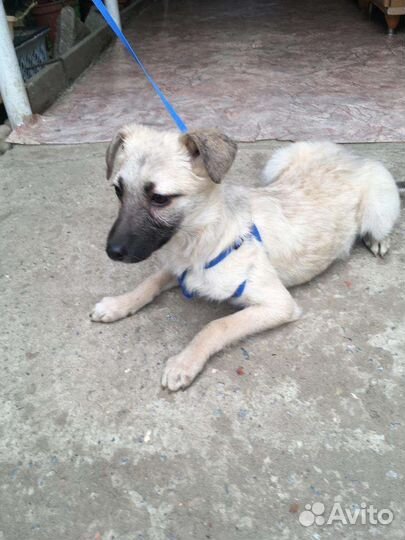 Пуговка ищет свою семью