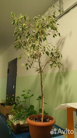 Фикус бенджамина большой