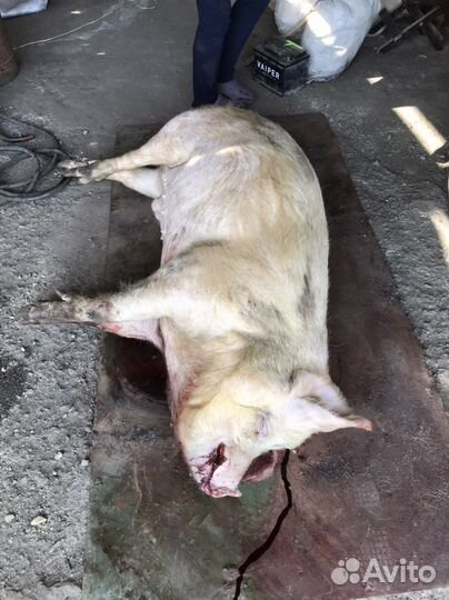 Мясо свинины домашнее