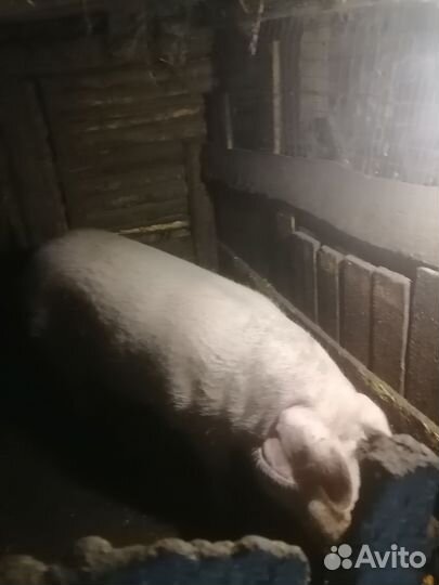 Хряка ландраса