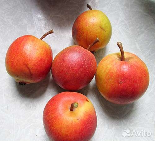 Груша летняя Красуля