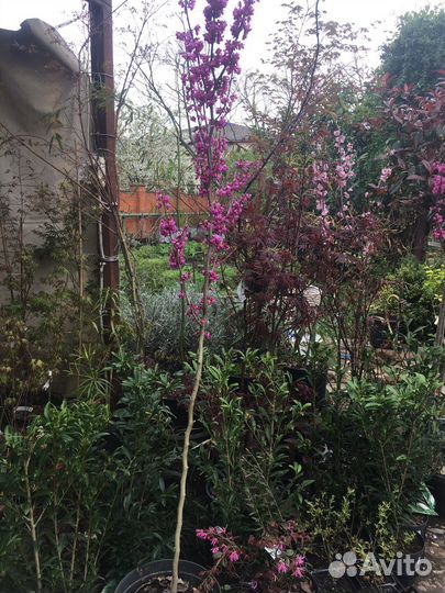 Церсис дерево