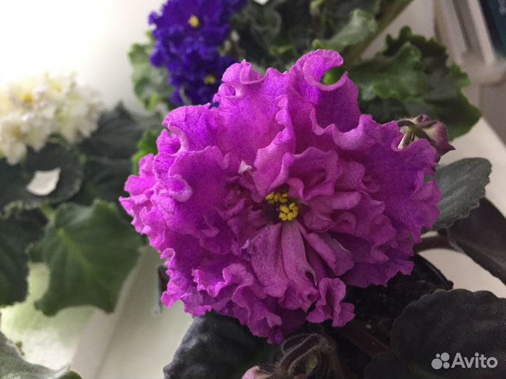 Фиалки сортовые