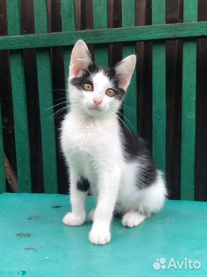 Котёнок кот Пирожок (Рон) в добрые руки