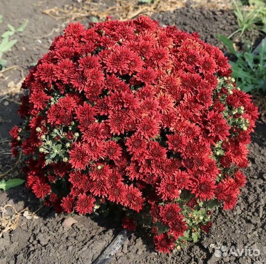 Хризантемы мультифлора