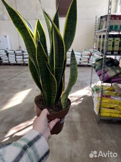 Сансевиерия лауренти