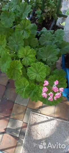 Пеларгония герань