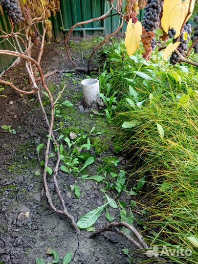 Виноград кусты