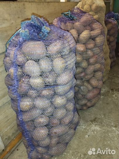 Продам картофель