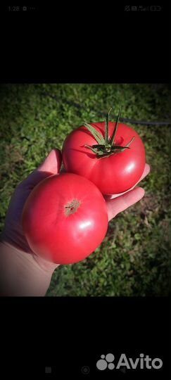 Рассада сортовых томатов, огурцов, перцев