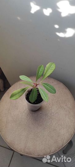 Комнатные растения по 50
