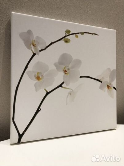 Постер Orchid philip plisson