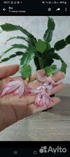 Сортовые декабристы