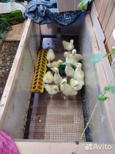 Гусята подрощенные