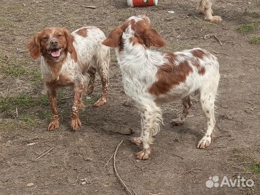 Взрослые сука и кобель породы бретонский эпаньоль
