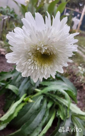 Многолетние цветы для сада