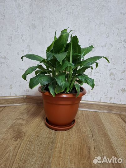 Спатифиллум