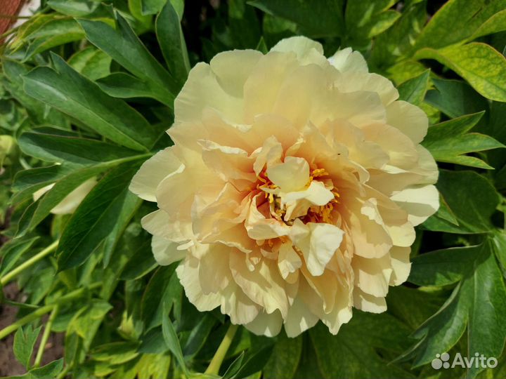 Пионы ито гибриды Canary Brilliants