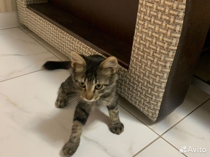 Котенок даром