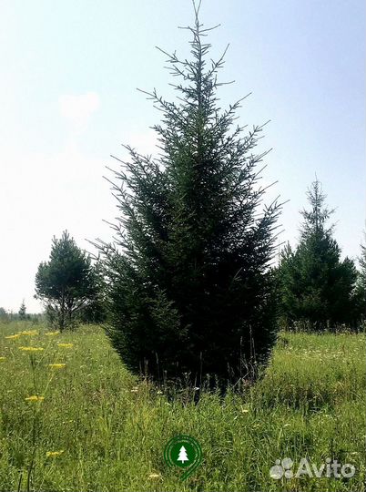 Ель артикул L-1871