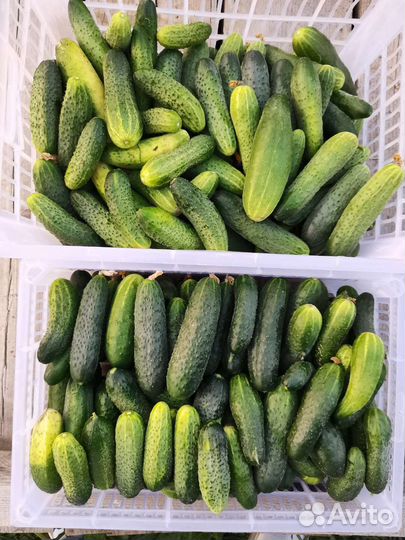 Огурцы свежие домашние