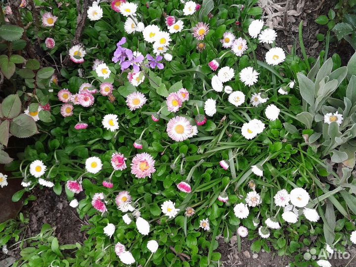 Маргаритки