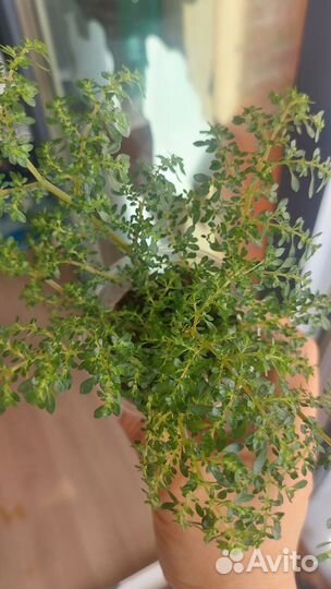 Традесканция Рео Голд