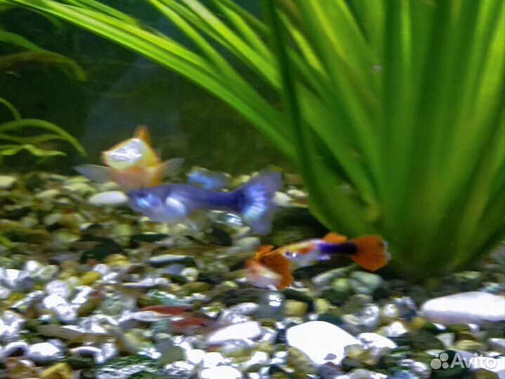 Рыбки гуппи, креветки и аквариумные растения