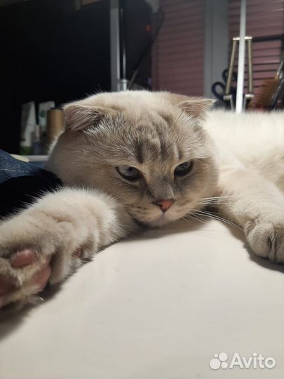 Шотландский кот для вязки