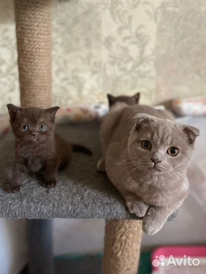 Шотландские котята