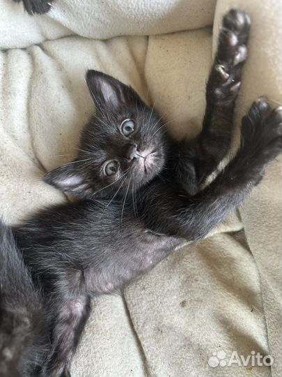 Черные котята