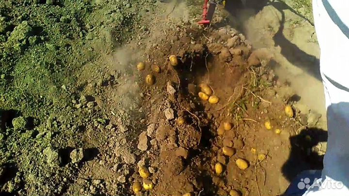 Продам картофель