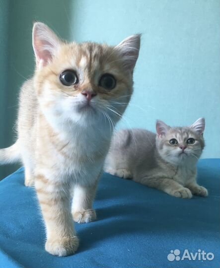Британские котята