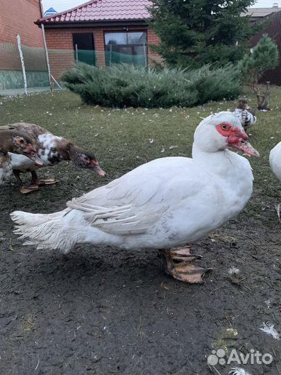 Селезень индоутки на племя