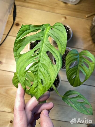 Монстера манки маск