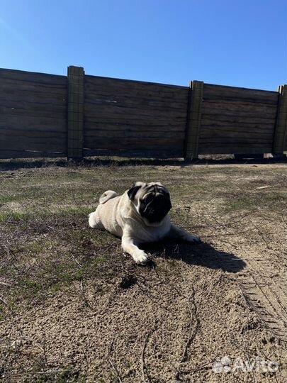 Мопс на вязку