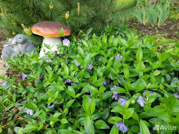 Почвопокровники