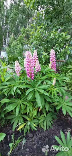 Люпины смесь