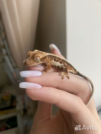 Реснитчатый бананоед