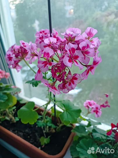 Пеларгония герань разных цветов