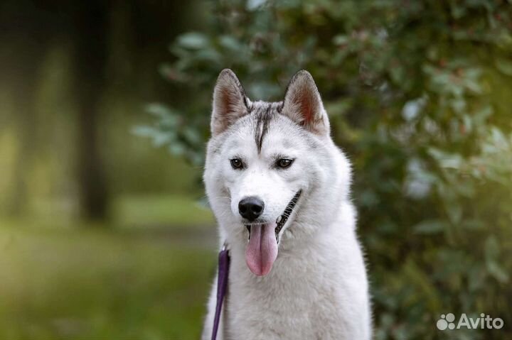 Сибирский хаски девочка
