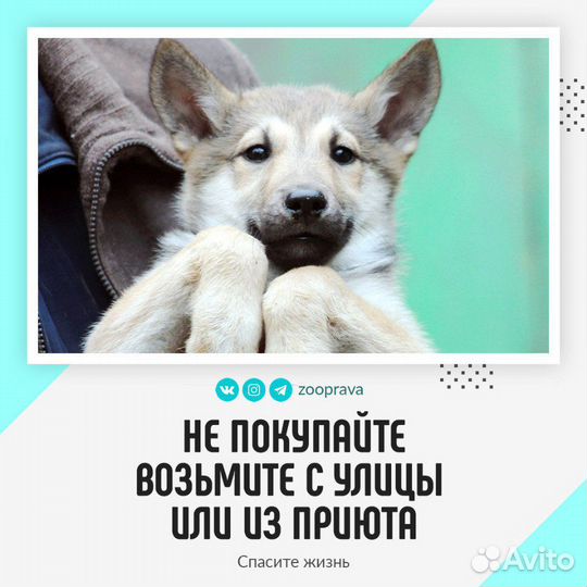 Бездомные животные