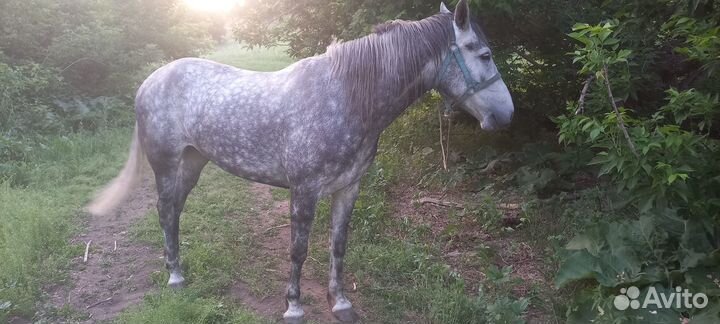 Лошадь кобыла