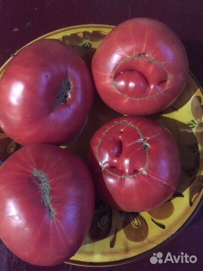Семена томатов СССР