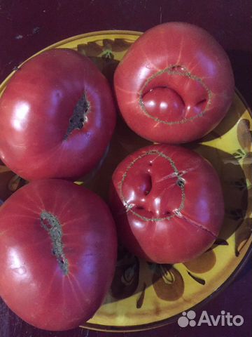 Семена томатов СССР