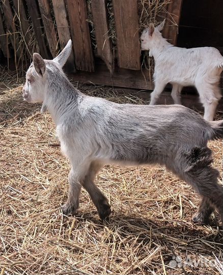 Вьетнамские поросята. Козлята