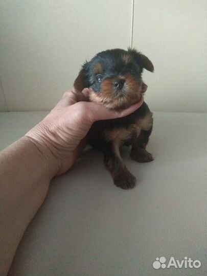 Йоркширский терьер мини